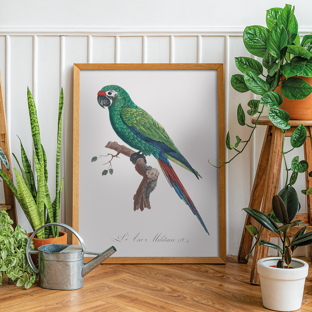 Military Macaw, Ara militaris  - Art Print