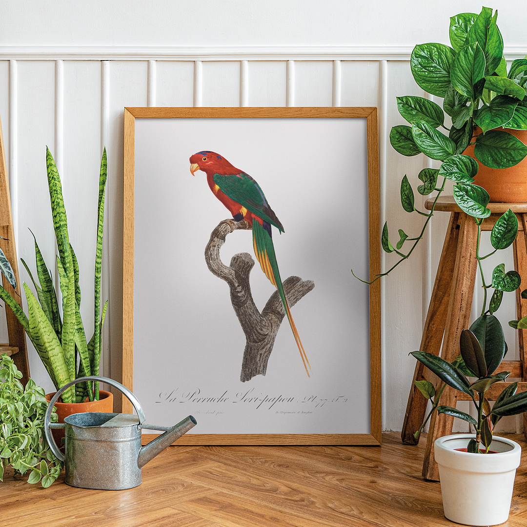 Papuan Lorikeet   - Art Print