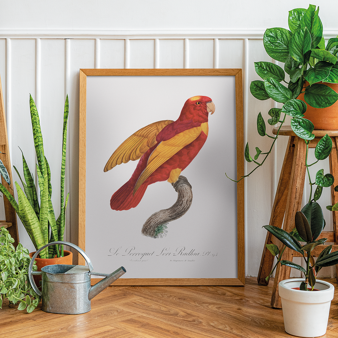 Red-and-Gold Lory, Lorius rex  - Art Print