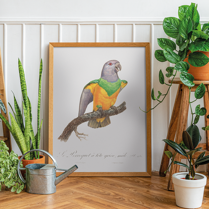 Senegal Parrot I - Art Print