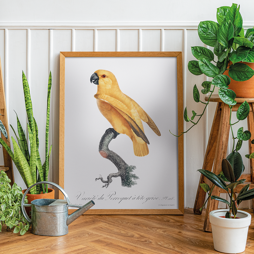 Senegal Parrot II - Art Print