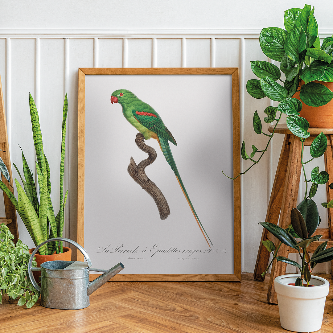 The Alexandrine Parakeet  - Art Print