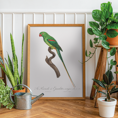 The Alexandrine Parakeet  - Art Print