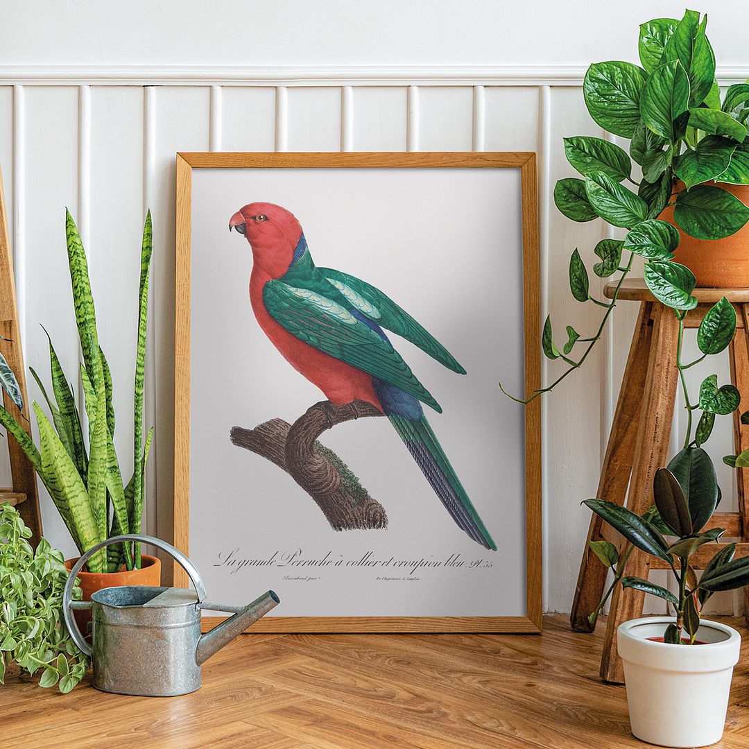 The Australian king parrot, Alisterus scapularis   - Art Print