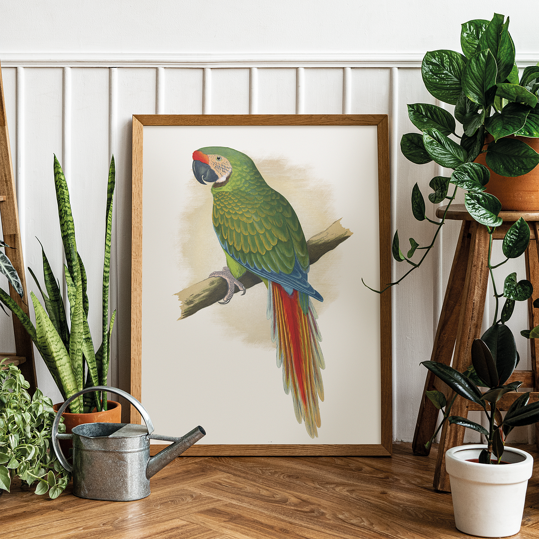 Military Macaw - Art Print