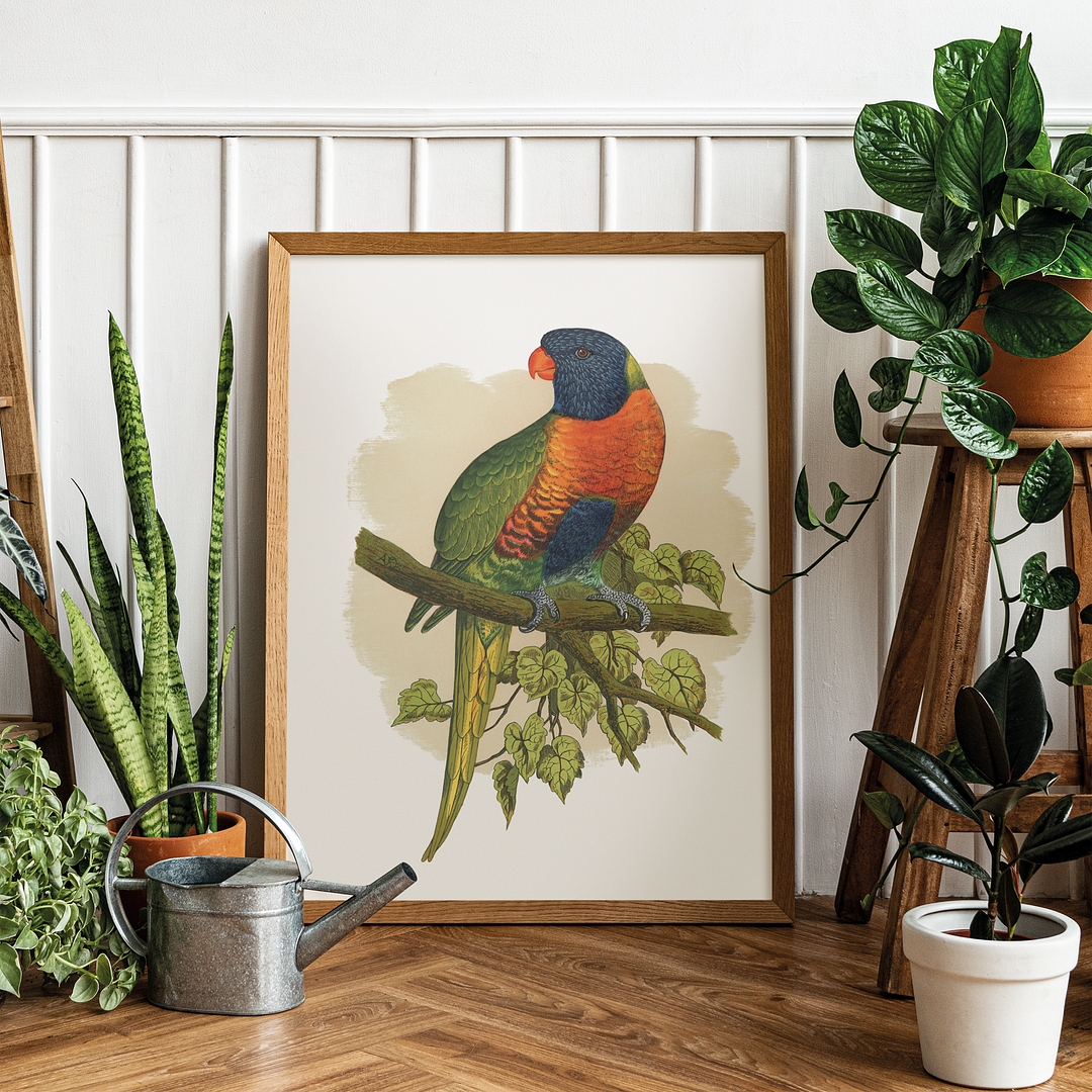 Blue Mountain Lory - Art Print