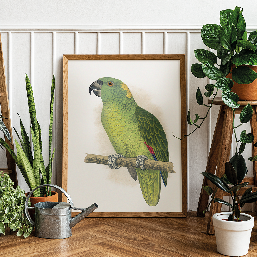 Yellow-Naped Amazon - Art Print