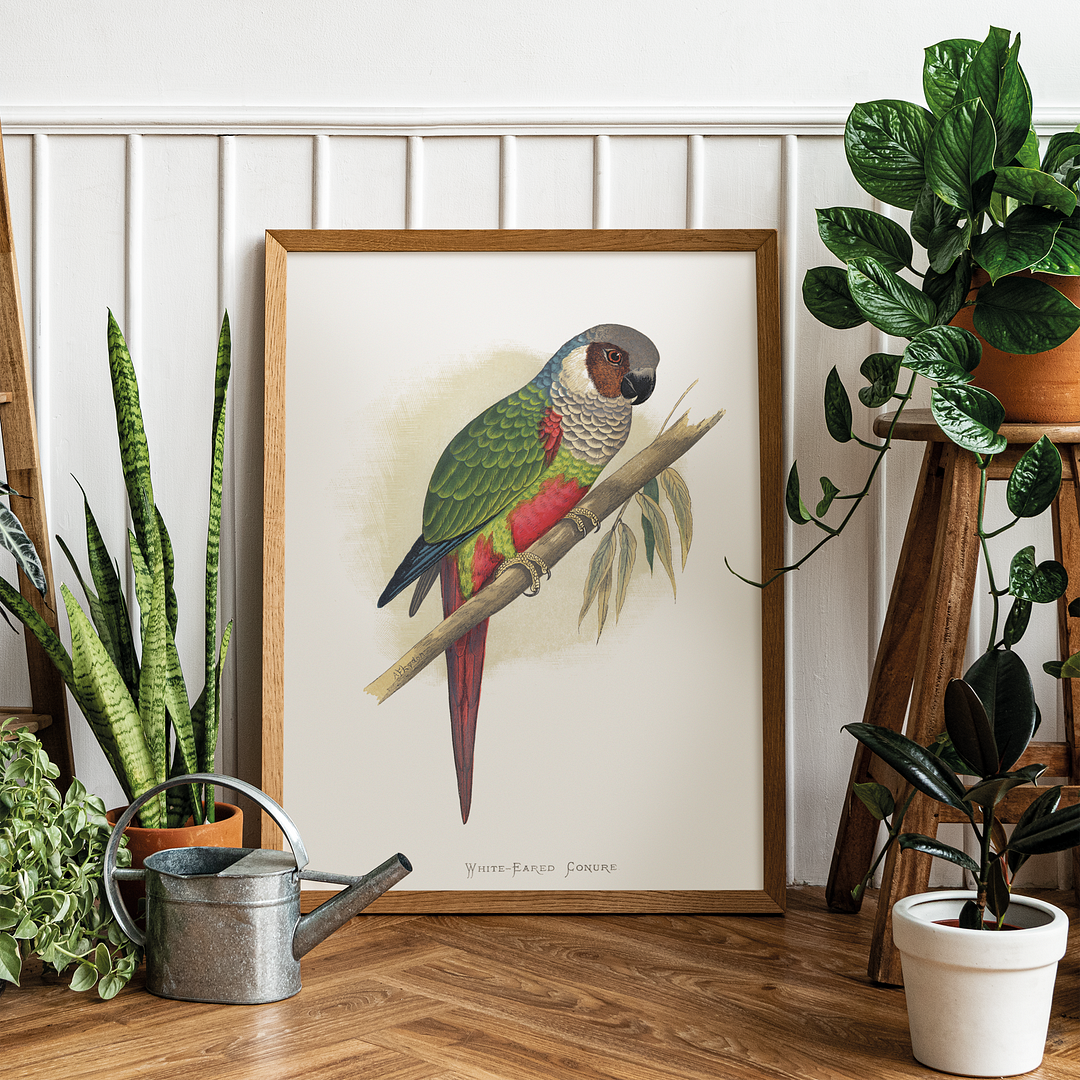 White-Eared Conure - Art Print