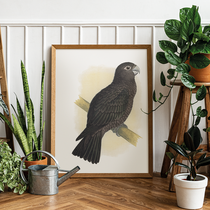 Vasa Parrot - Art Print