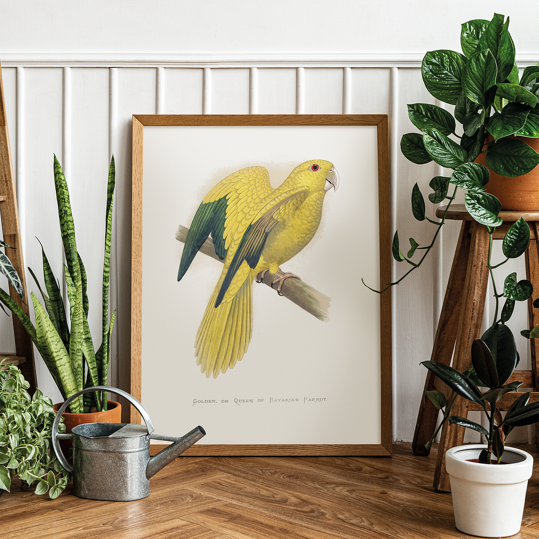 Golden or Queen Bavaria's Parrot  - Art Print