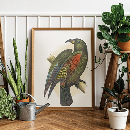 Mountain Parrot - Art Print