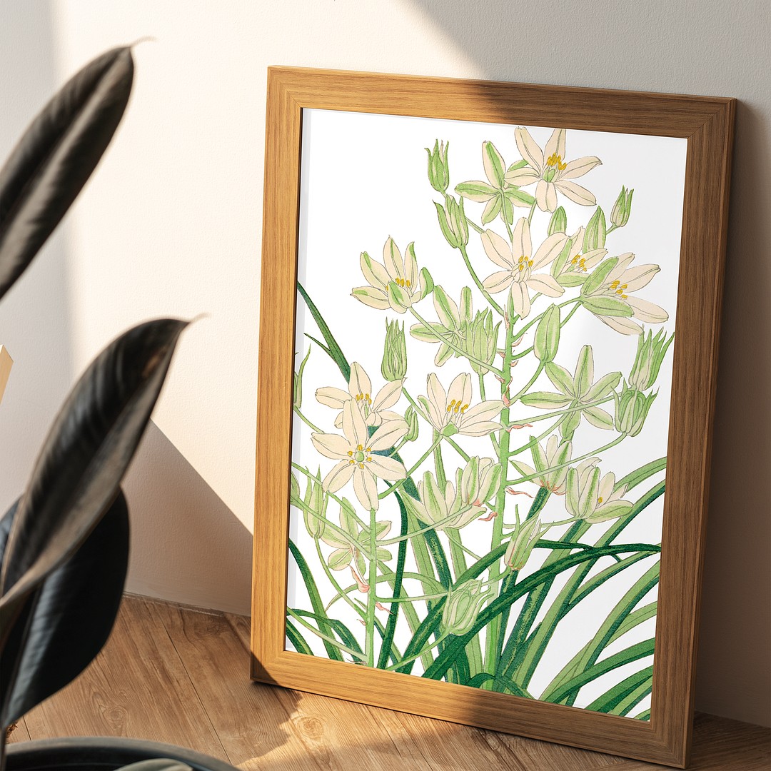 Ornithogalum By Tanigami Kônan Art-Print