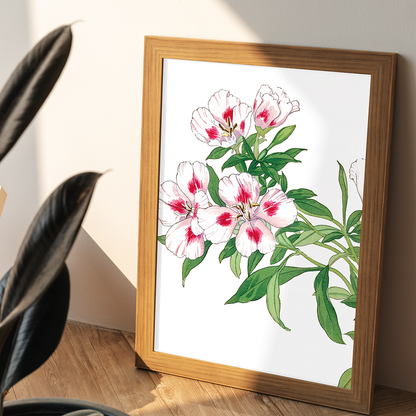 Godetia Flower By Tanigami Kônan Art-Print