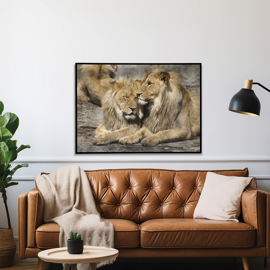 Two lions snuggling up to each other  - Art Print