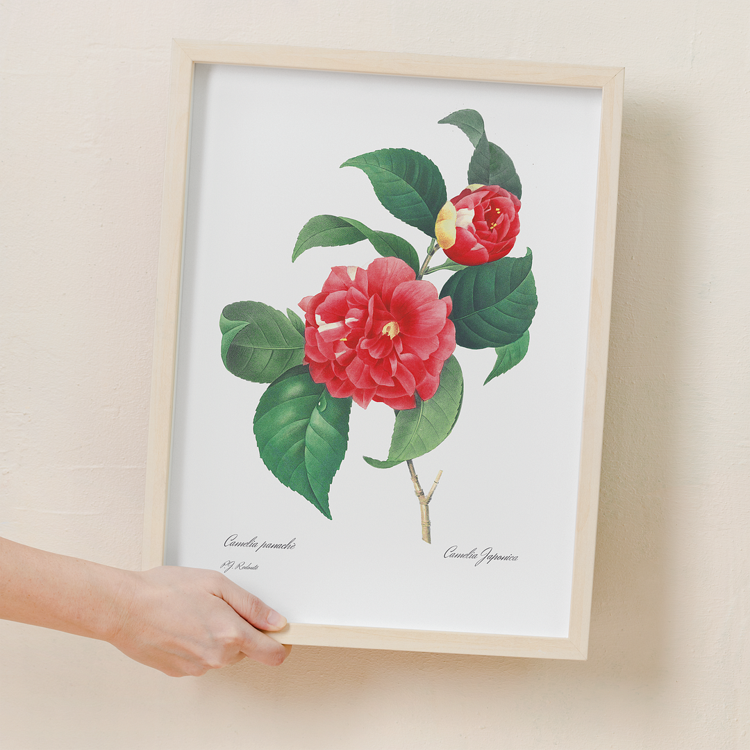 Japanese Camellia By Pierre-Joseph Redouté - Art Print