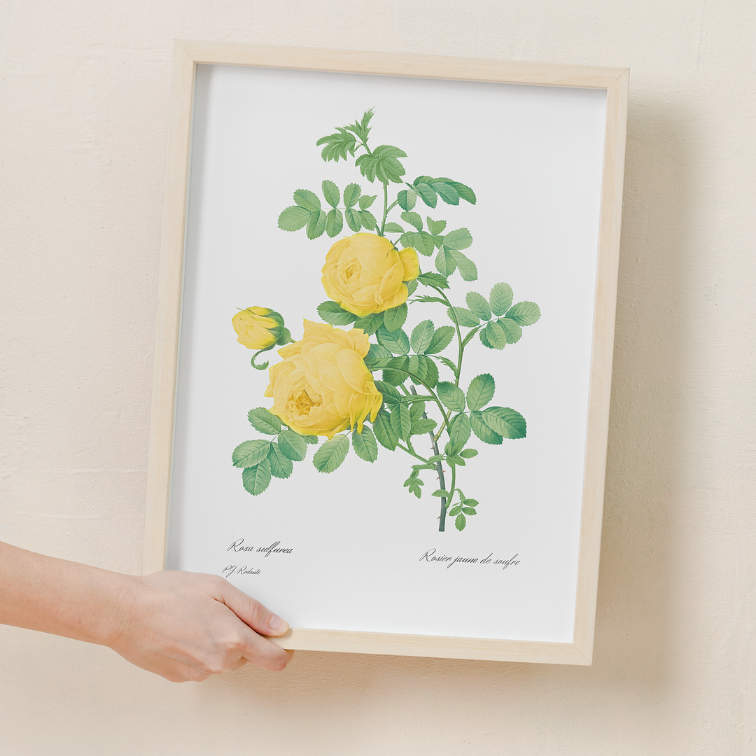 Yellow Rose of Sulfur By Pierre-Joseph Redouté - Art Print