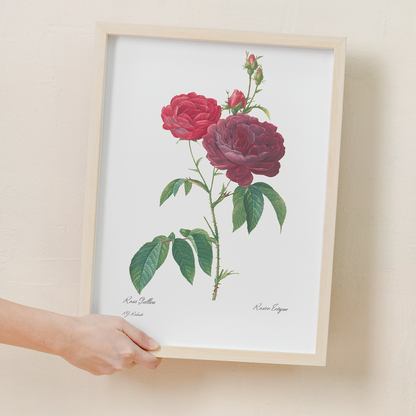 Purple French Rose By Pierre-Joseph Redouté - Art Print