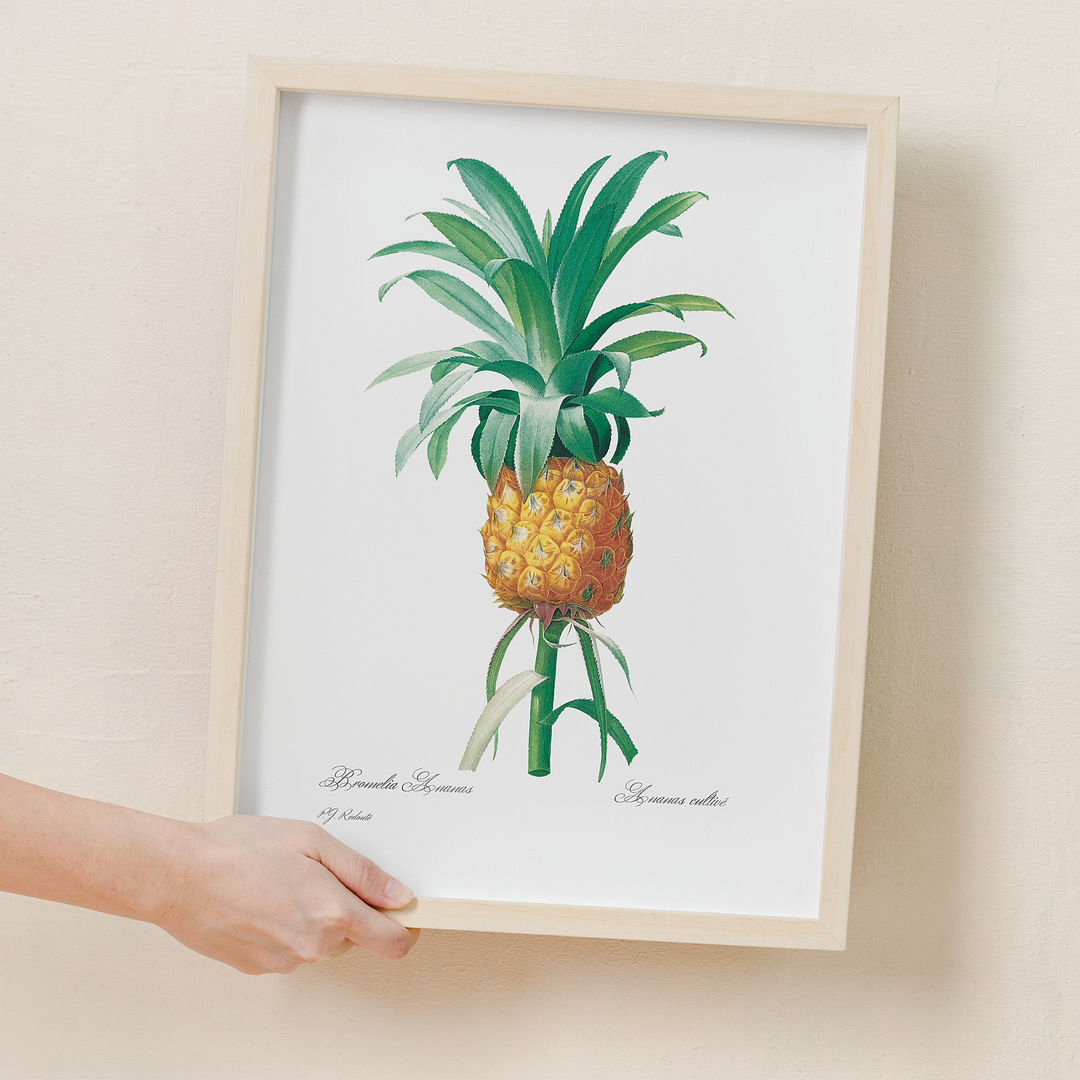 Pineapple By Pierre-Joseph Redouté - Art Print