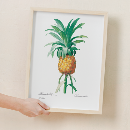 Pineapple By Pierre-Joseph Redouté - Art Print