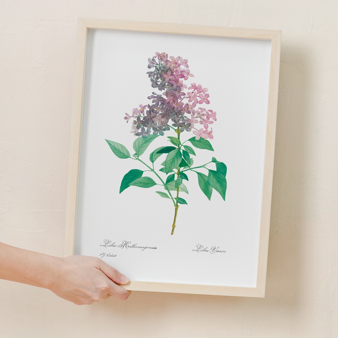 Persian lilac  By Pierre-Joseph Redouté - Art Print