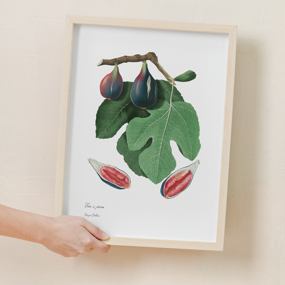 Fig By Giorgio Gallesio - Art Print