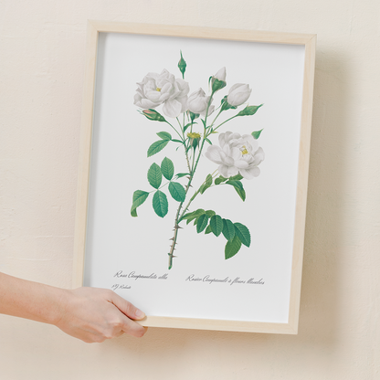 Pink Bellflowers to White Flowers By Pierre-Joseph Redouté - Art Print