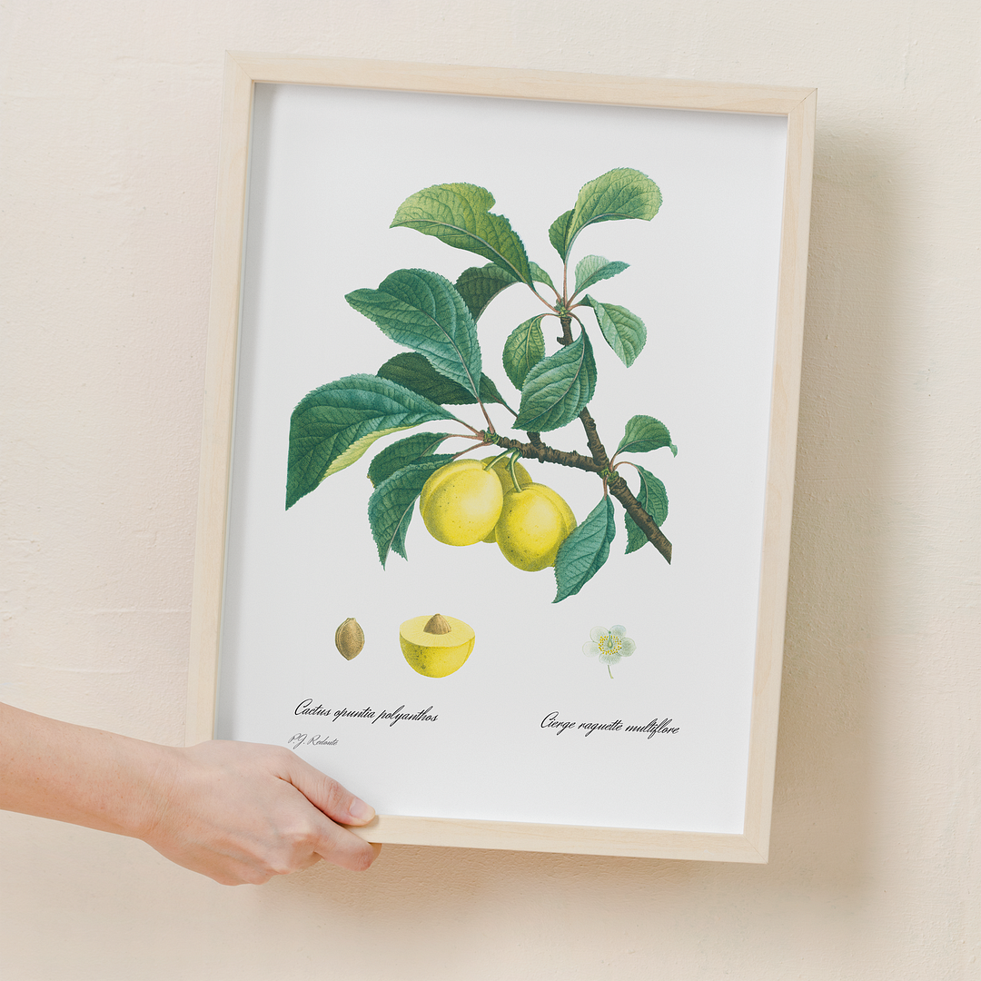 Plum By Pierre-Joseph Redouté - Art Print