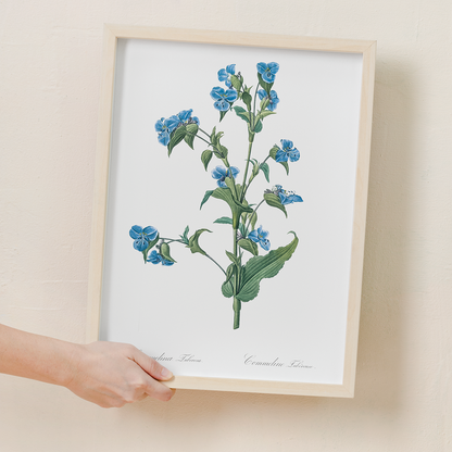 Commelina tuberosa By Pierre-Joseph Redouté - Art Print