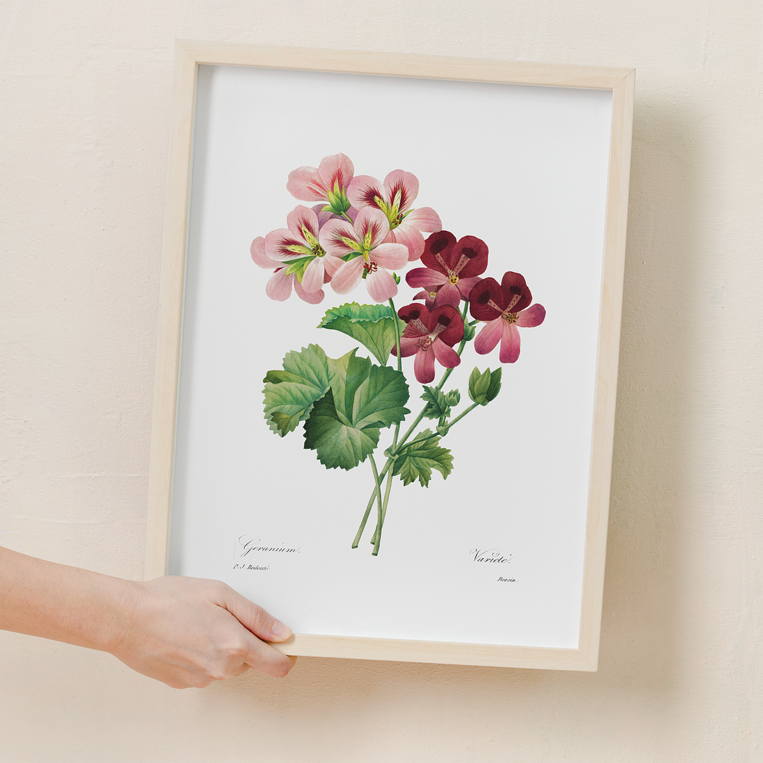 Geranium By Pierre-Joseph Redouté - Art Print