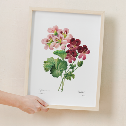 Geranium By Pierre-Joseph Redouté - Art Print