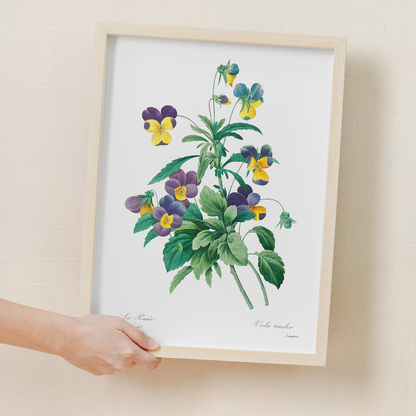 Wild pansy By Pierre-Joseph Redouté - Art Print