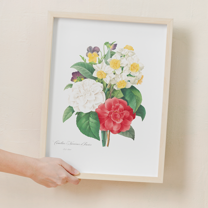 Camellia Narcissus and Pansy bouquet By Pierre-Joseph Redouté - Art Print