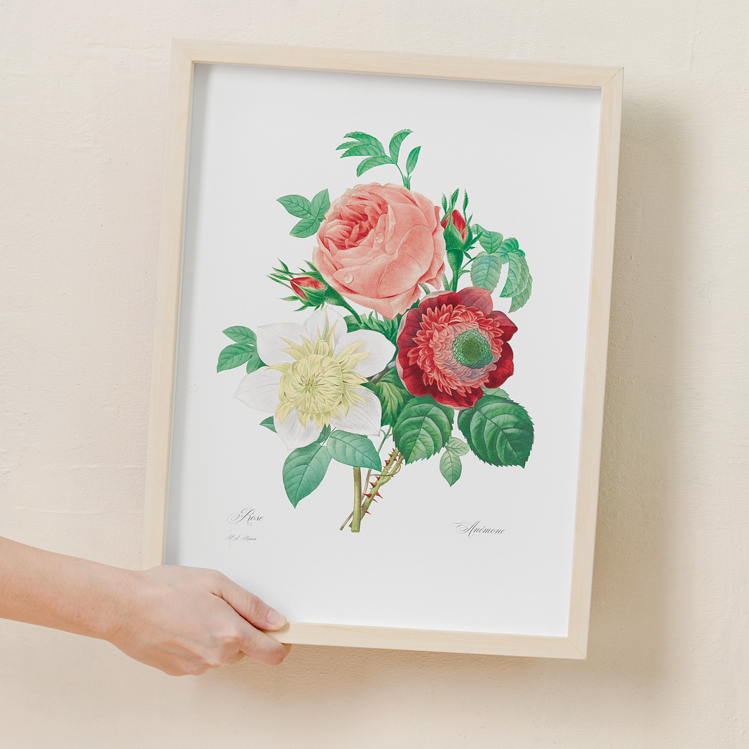 Anemone and cabbage rose By Pierre-Joseph Redouté - Art Print