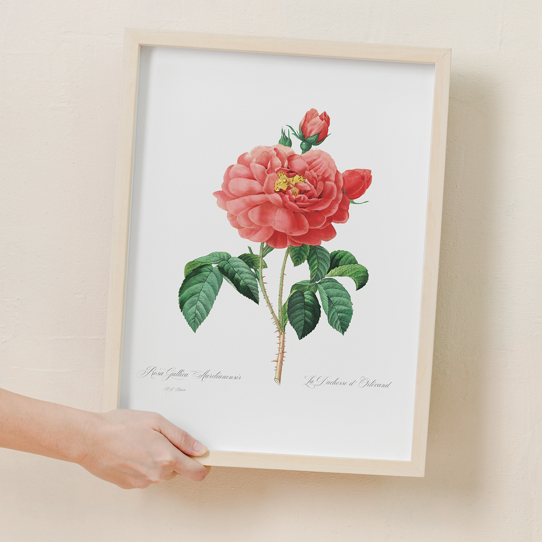 Pink rose By Pierre-Joseph Redouté - Art Print