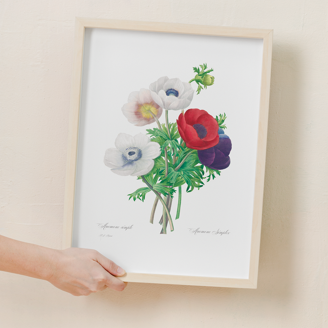 Anemone coronaria By Pierre-Joseph Redouté - Art Print