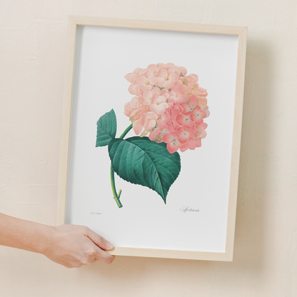 Hydrangea By Pierre-Joseph Redouté - Art Print