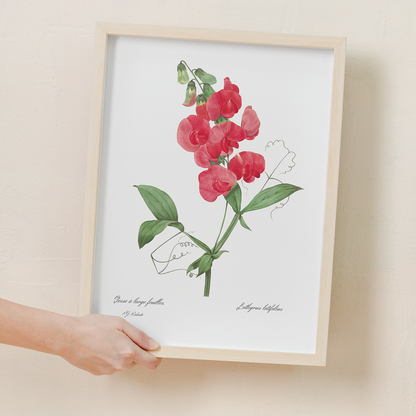 Everlasting Pea By Pierre-Joseph Redouté - Art Print