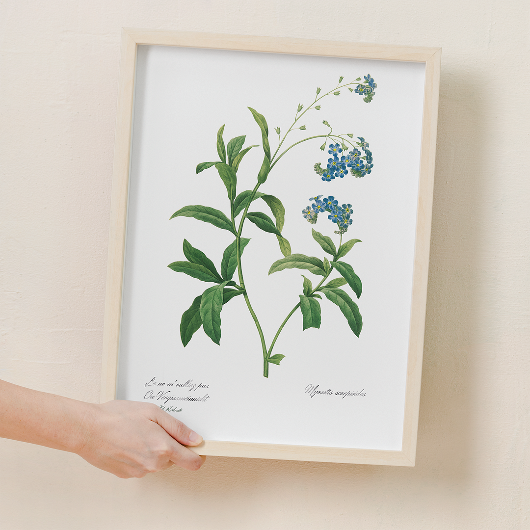 Forget Me Not Flower By Pierre-Joseph Redouté - Art Print