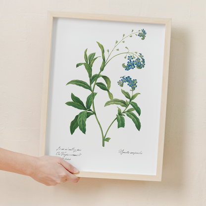 Forget Me Not Flower By Pierre-Joseph Redouté - Art Print