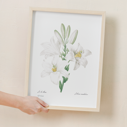 Madonna Lily from Choix des plus belles fleurs By Pierre-Joseph Redouté - Art Print