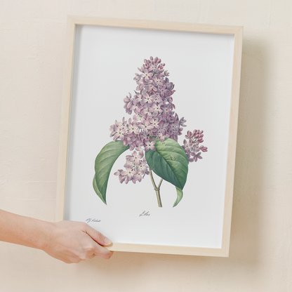 Lilac By Pierre-Joseph Redouté - Art Print