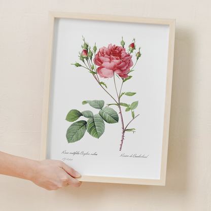 Rosa Centifolia Anglica Rubra By Pierre-Joseph Redouté - Art Print