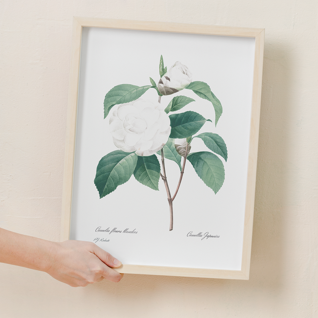 White Camellia from Choix des plus belles fleurs By Pierre-Joseph Redouté - Art Print