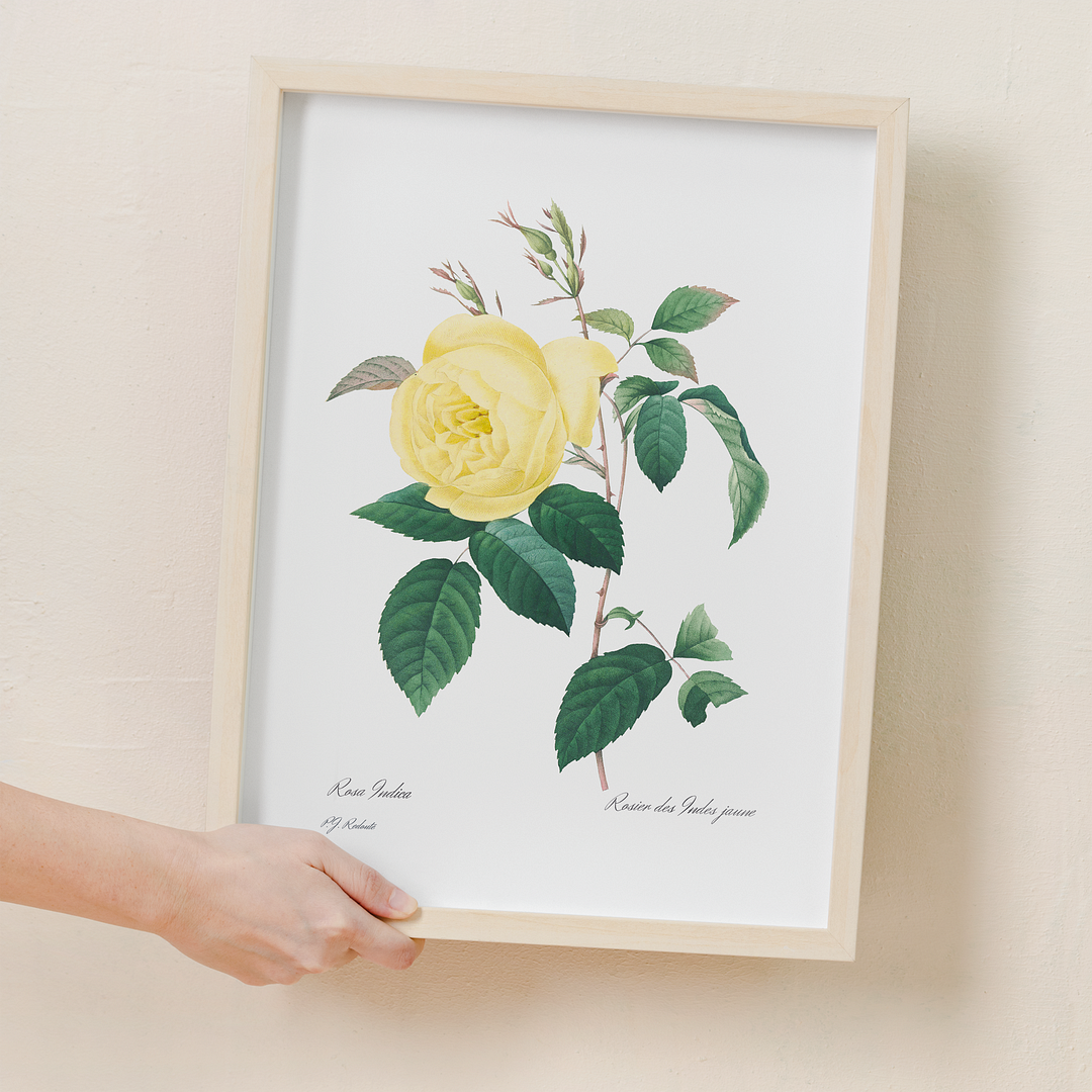 Yellow Rose By Pierre-Joseph Redouté - Art Print