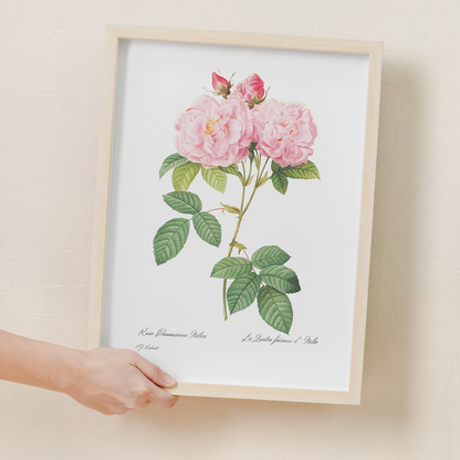 Italian Damask Rose By Pierre-Joseph Redouté - Art Print