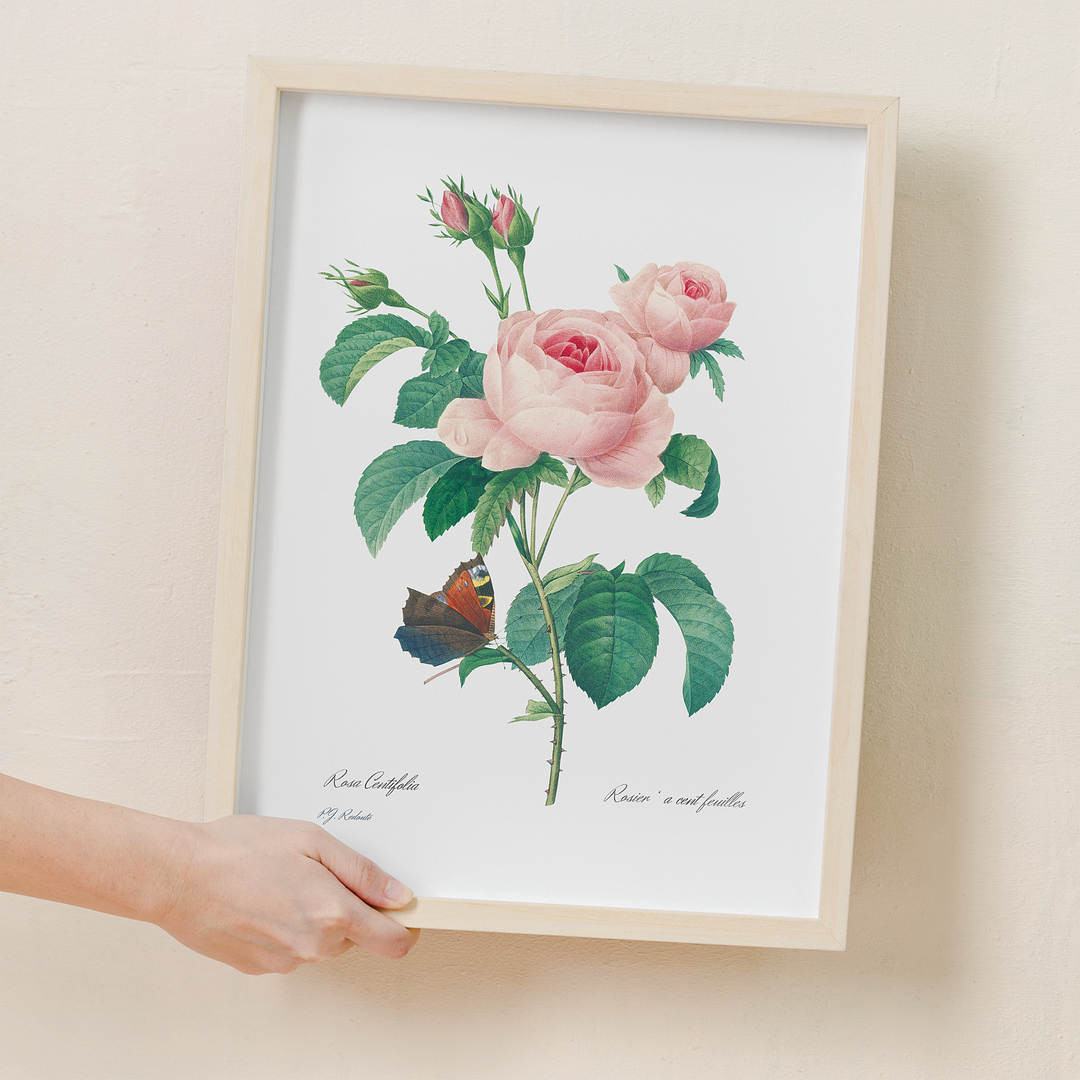 Cabbage rose By Pierre-Joseph Redouté - Art Print