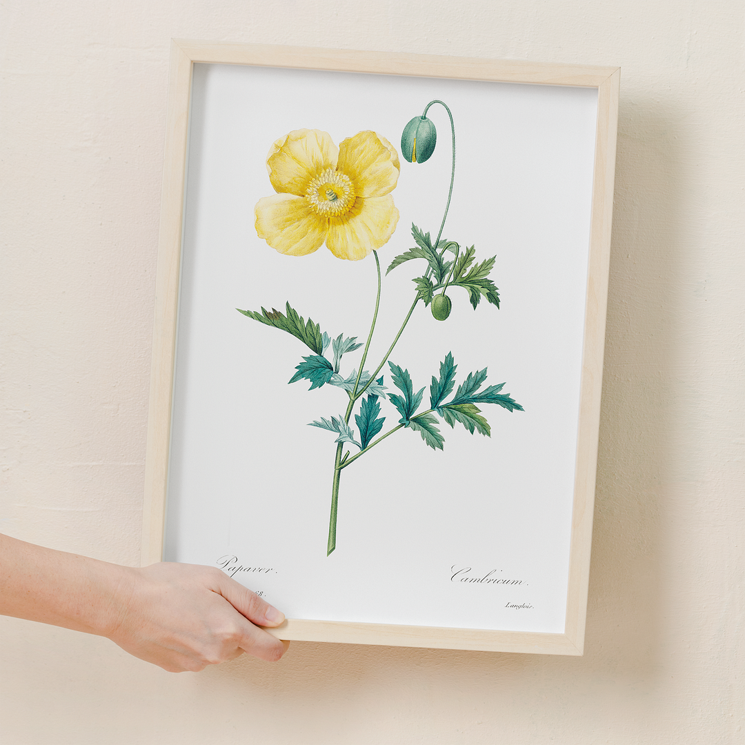 Welsh poppy by Pierre-Joseph Redouté - Art Print