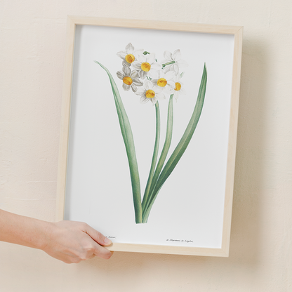 Narcissus By Pierre-Joseph Redouté - Art Print