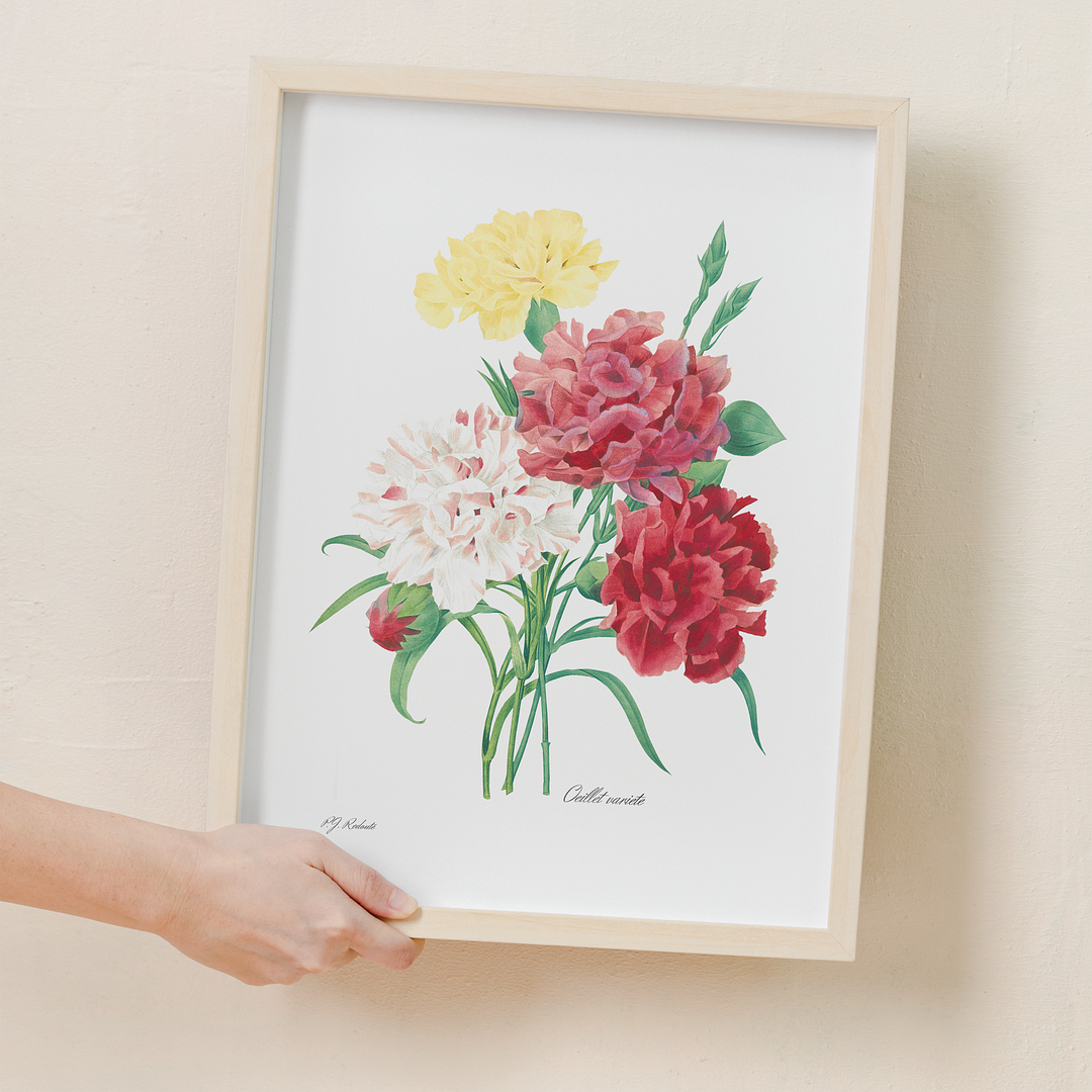 Carnation By Pierre-Joseph Redouté - Art Print