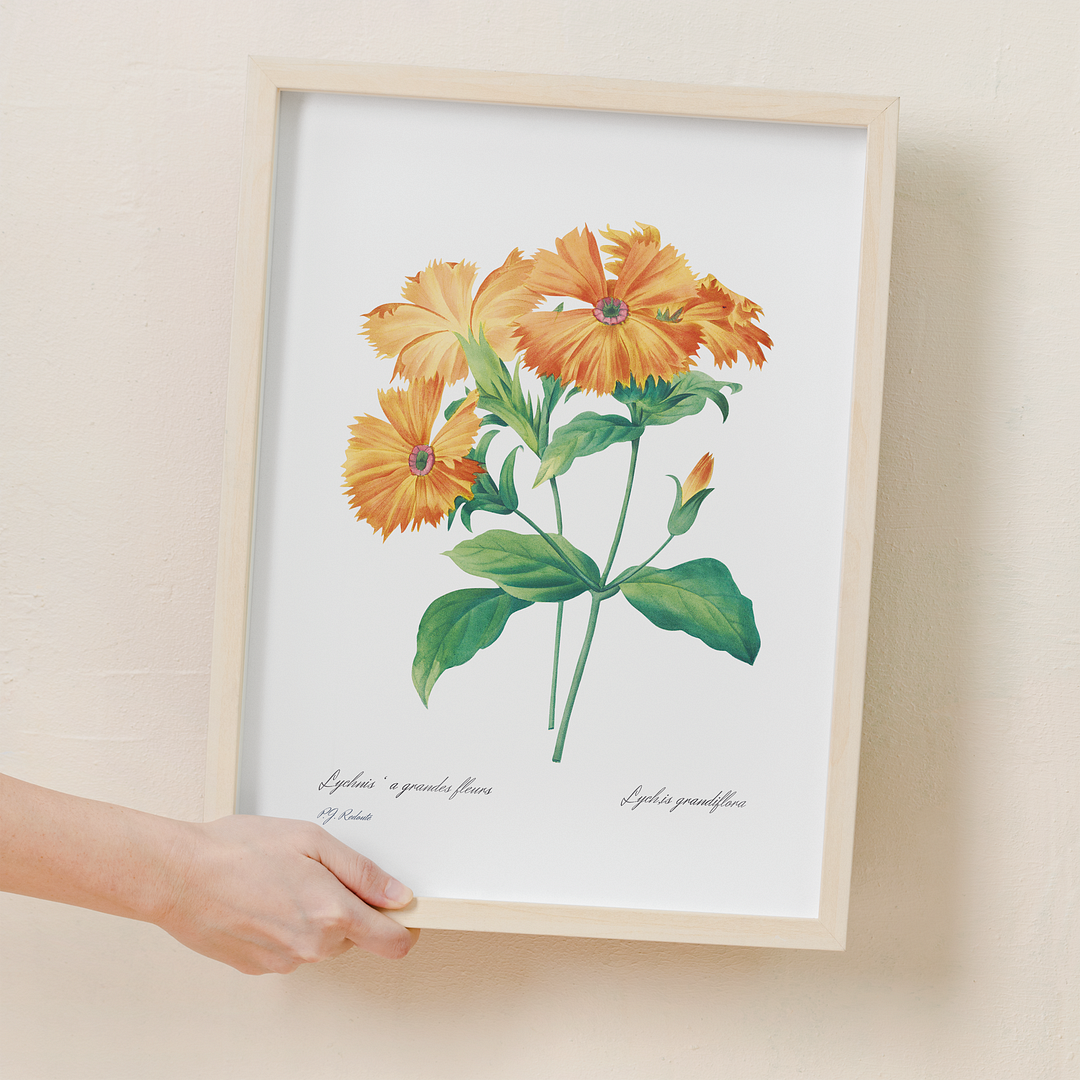 Lychnis grandiflora By Pierre-Joseph Redouté - Art Print